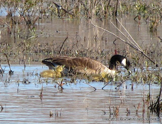 Canada Geese and Goslings