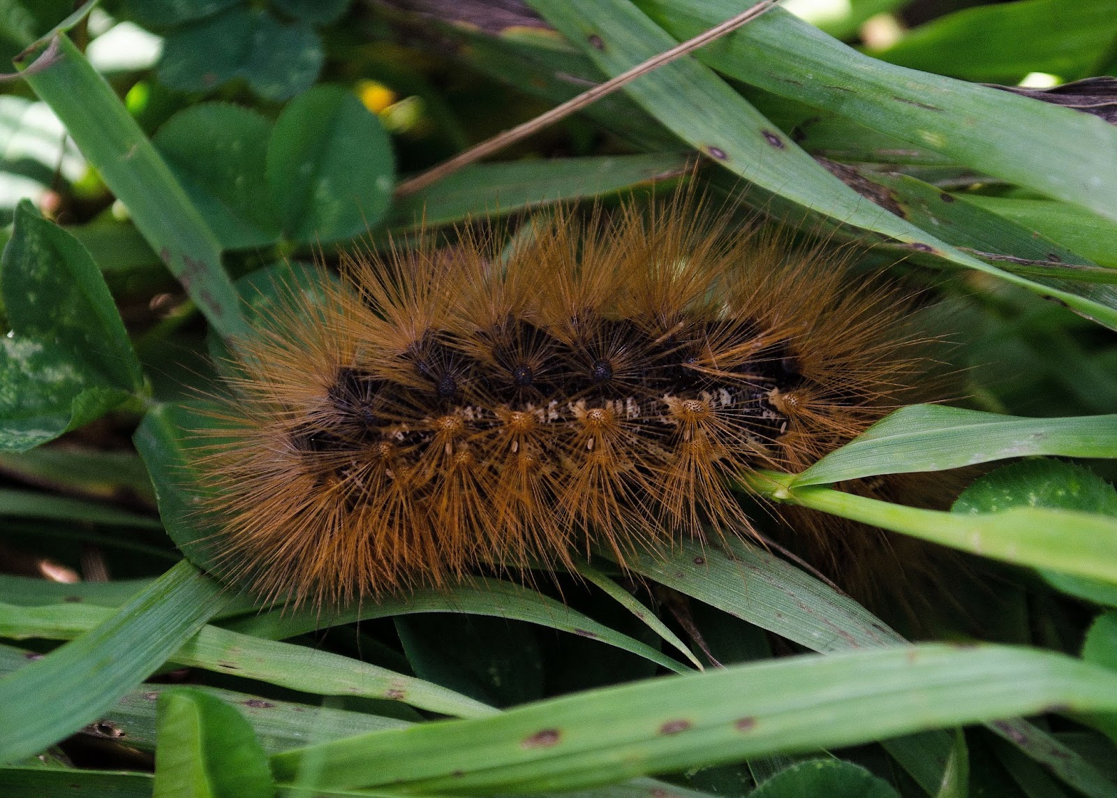 On The Subject Of Nature Caterpillars Of The Fuzzy Variety
