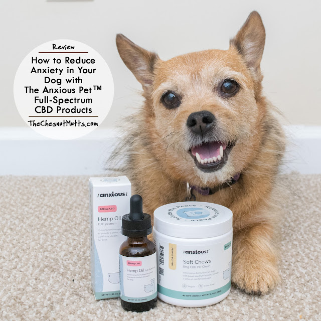 Review: How to Reduce Anxiety in Your Dog with The Anxious Pet™ Full-Spectrum CBD Products
