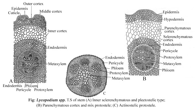 Lycopodium Sporophyte Structure