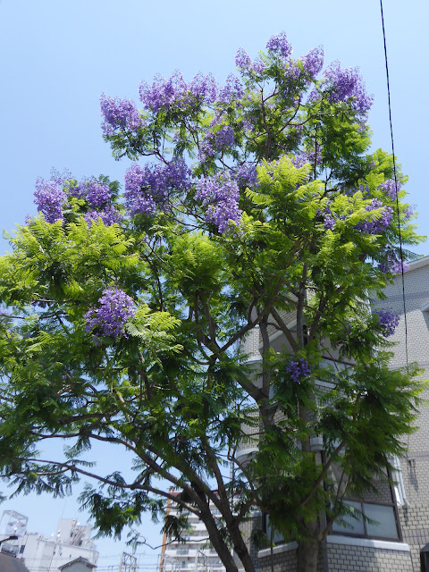 寝屋川市のジャカランダ《世界三大花木の一つ》（6月に咲く青紫色の美しい花）