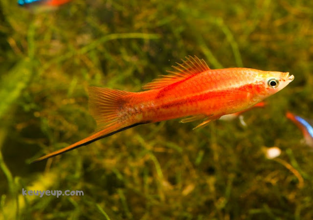 Ikan Swordtails