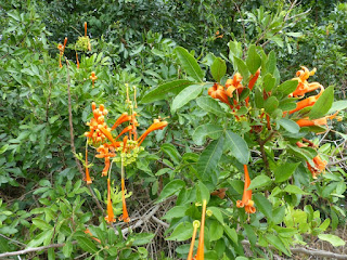 Pyrostegia venusta - Liane aurore - Liane de feu - Liane corail