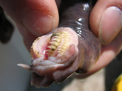 goldfish eggs in pond. goldfish eggs look like.