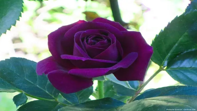 Purple Rose