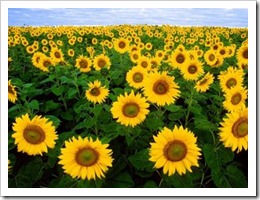 sunfower