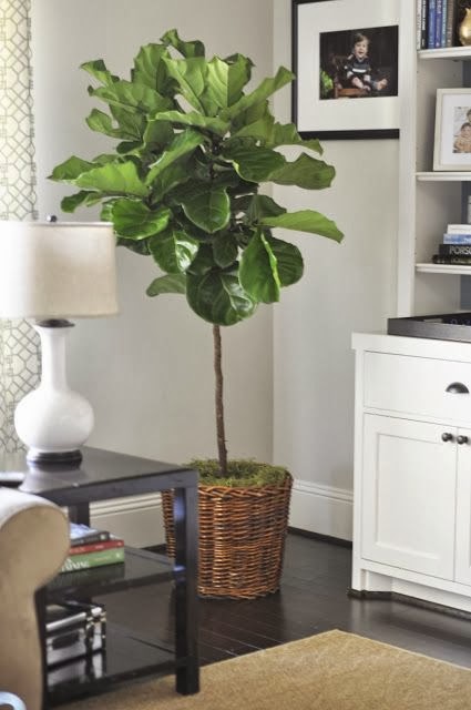 view from my heels: Faux Fiddle Leaf Fig - ... about 2 years late on a trend here. fiddle leaf figs have been all over  the pages of every magazine and blog known to man. or at least it feels  like it.