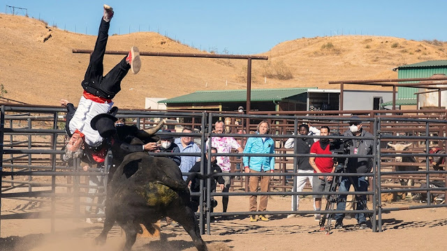 man getting thrown by a bull