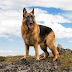 Types of dogs/ Top 10 Fastest Dog breeds/ Miltary dogs in world/Longest living dogs/Most Agreesive dogs