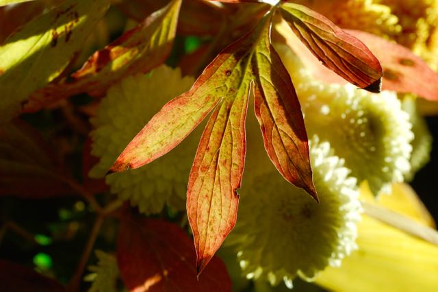 Autumn leaves