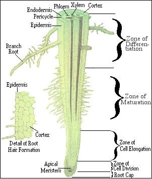 Bagian-bagian Akar Tumbuhan