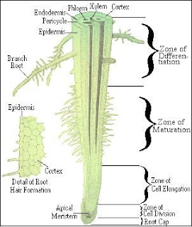 Bagian-bagian Akar Tumbuhan