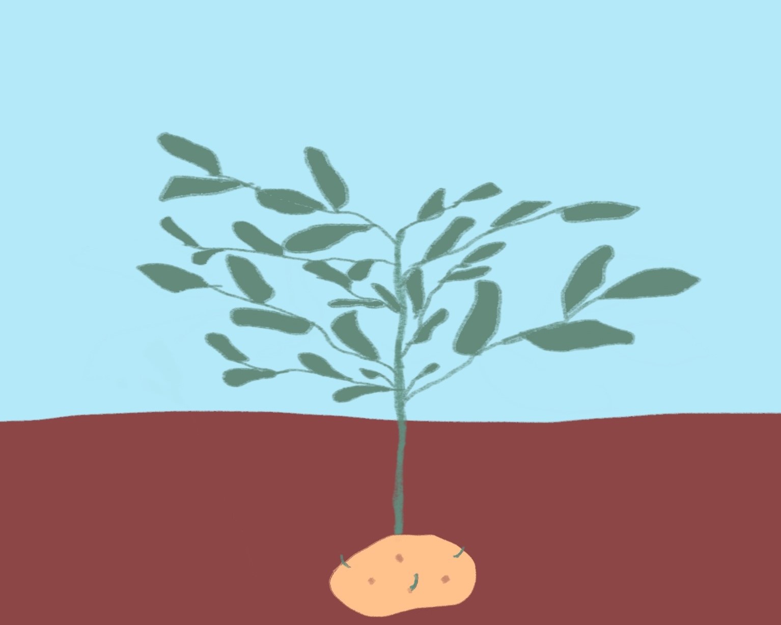 ジャガイモで土寄せ 土寄せのやり方を絵で説明します 野菜畑は花ざかり