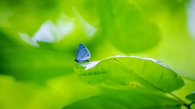 Borboleta Azul para Google Chrome