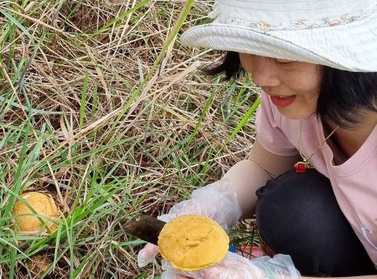 Edible Mushrooms Found in Da Lat Pine Forest