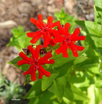 maltese cross, Silene  chalcedonica