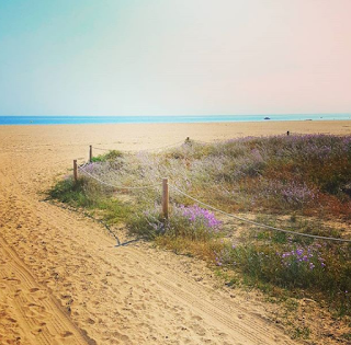 Castelldefels Beach, Spain, beautiful purple flowers growing on the beach, blue skies, southern Spain, travel, europe