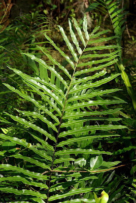 Telmatoblechnum serrulatum - Swamp Fern