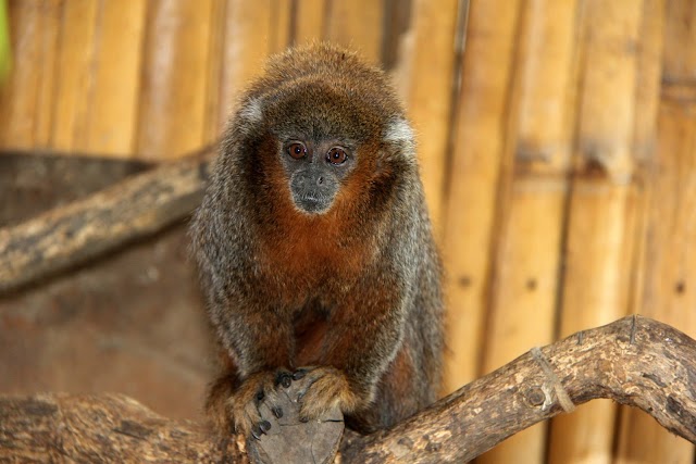 Ações de conservação baseadas na comunidade ajudam a proteger o mono-titi-do-rio-beni endêmico da Bolívia