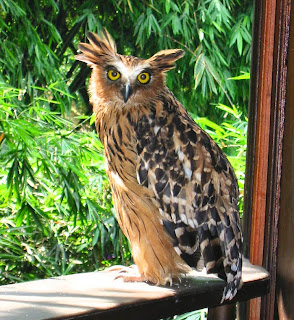 burung hantu buffy fish owl, jenis burung hantu yang susah dipelihara