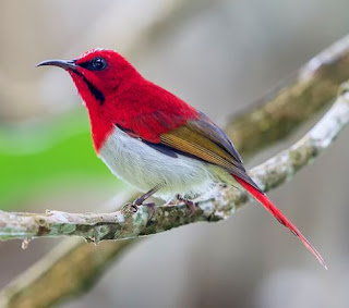 Burung Madu Ekor Merah