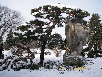 jardin botanique enneigé