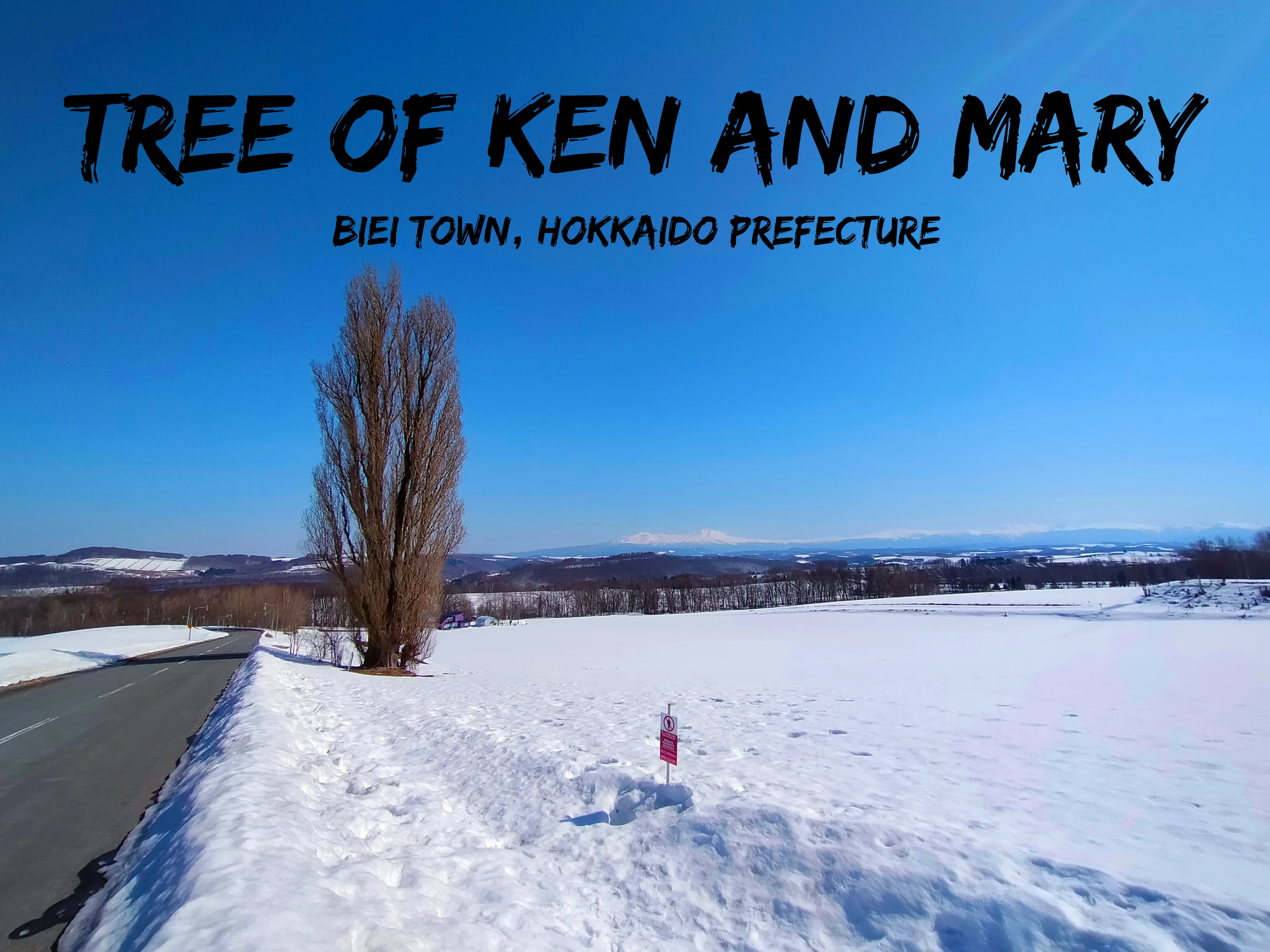 ケンとメリーの木 - Biei, Hokkaido