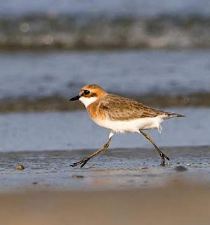 Charadrius mongolus