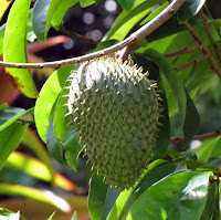  penggunaan buah dan daun sirsak dalam pengobatan yakni merupakan pengobatan alternatif Cara Pengobatan Alternatif Dengan Khasiat Hebat Daun Sirsak