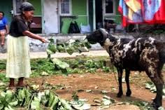 Kisah Qurban Nenek Tua