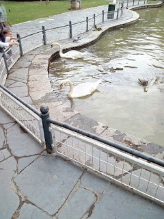 estanque de los patos del parque 