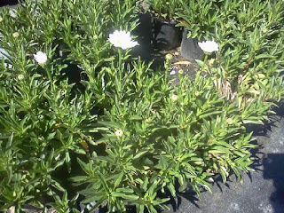 Shasta Daisy