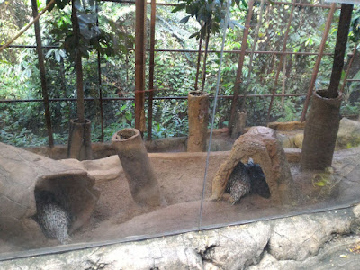Tarikan di KL Tower Mini Zoo 