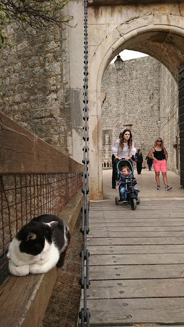11-cat-sleeping-in-pile-gate-3-day-dubrovnik-itinerary