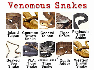 ular berbisa,venomous snake,undeadly snake