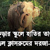 বাঁকুড়ার স্কুলে হাতির তাণ্ডব! ভাঙল ক্লাসরুমের দরজা,জানালা