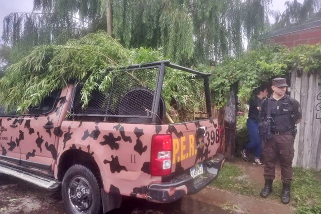 La policía secuestró un total de 34 plantas de marihuana en la zona sur de Concordia