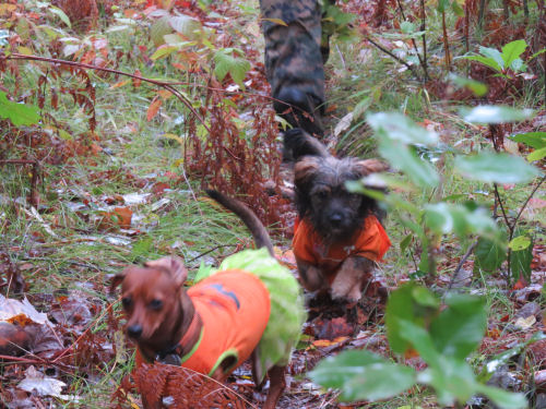 dogs running in woods