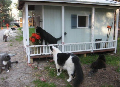 perkampungan kucing Caboodle Ranch di Florida