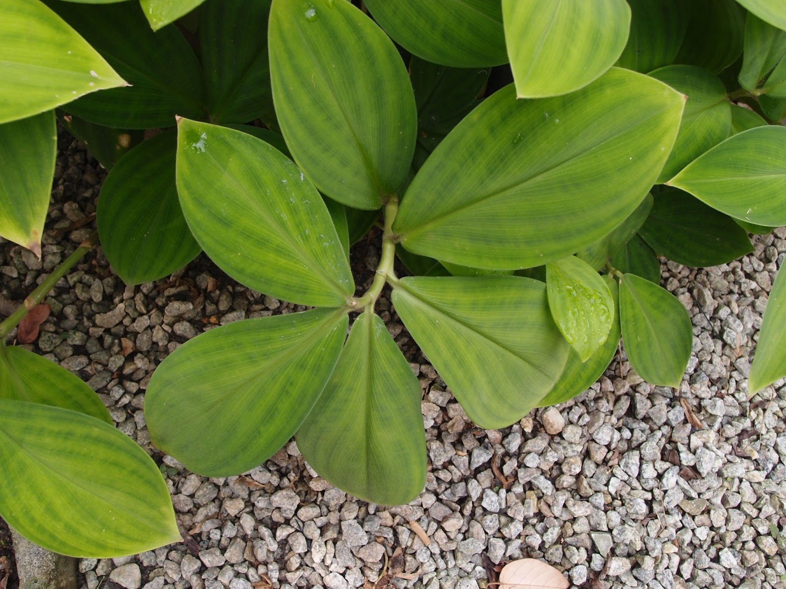 LI NA HERBS: HEMPEDU BERUANG (THOTTEA GRANDIFLORA)