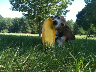 Chewing the Frisbee