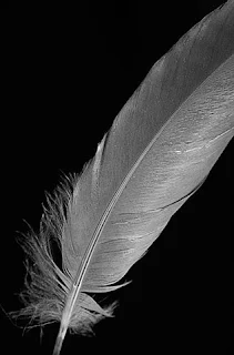 A feather