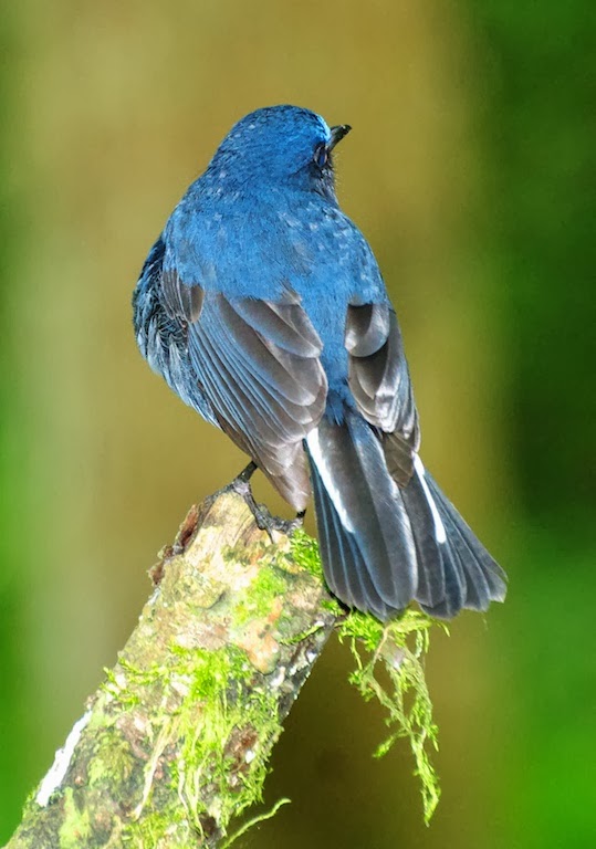 White-tailed Robin (Myiomela leucura montium)