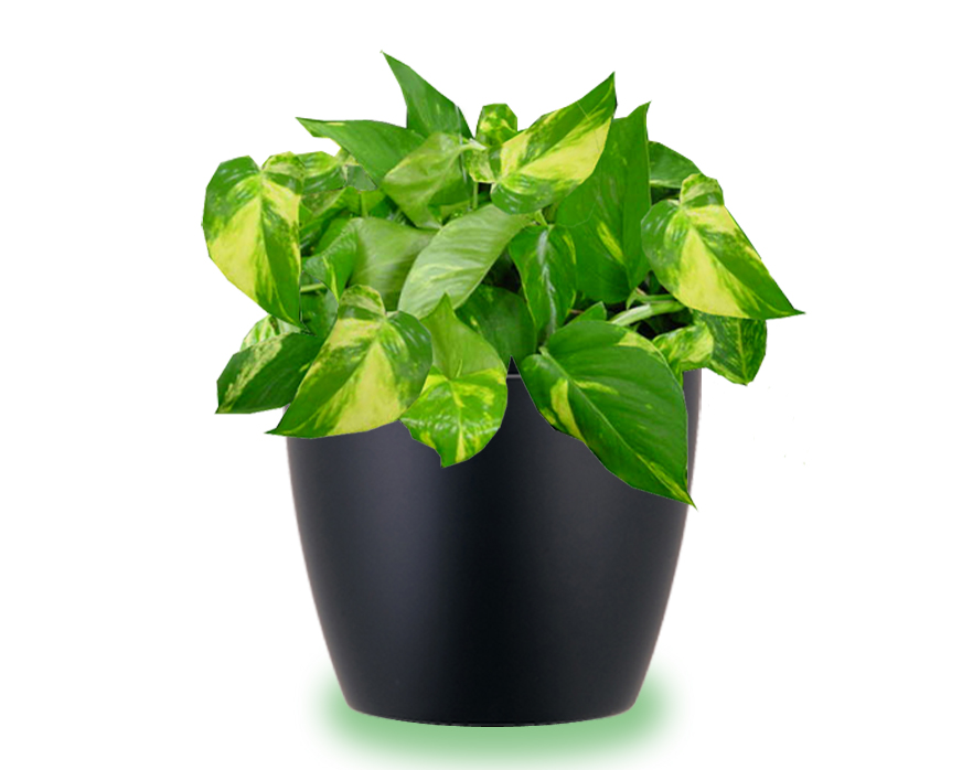  House  Plants  Care  and Guides Pothos plant  care  instructions