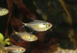 head and tail light tetra