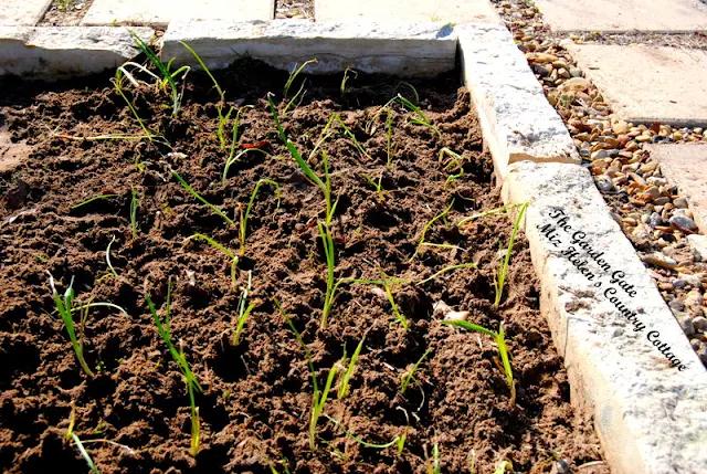 Garden Forecast: To Wet To Plow at Miz Helen's Country Cottage