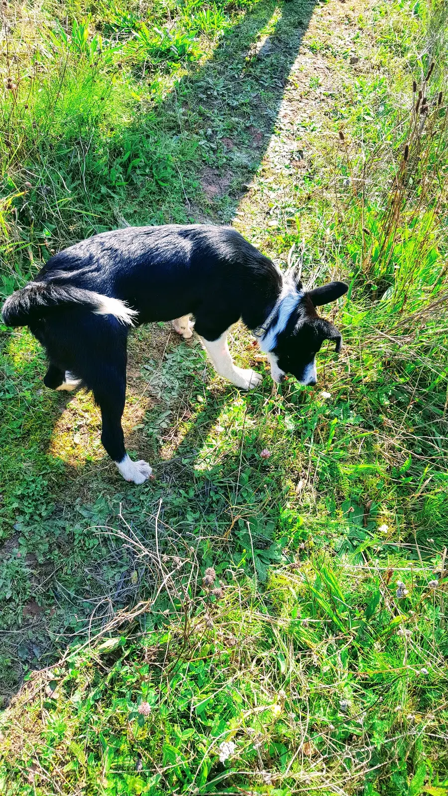 Mollie Enjoying Walkie's