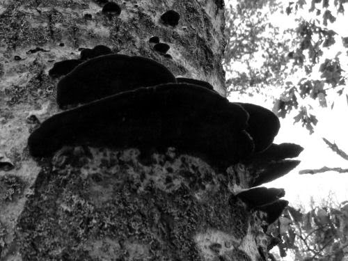 shelf fungus