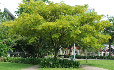 Paku Midin: 6 Manfaat Gambir Sarawak