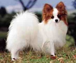 Papillon Dog